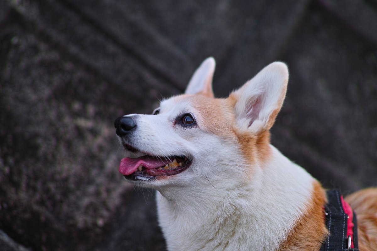 JohnnyTheCorgi🇯🇵 (@CorgiJohnny) / Posts / X