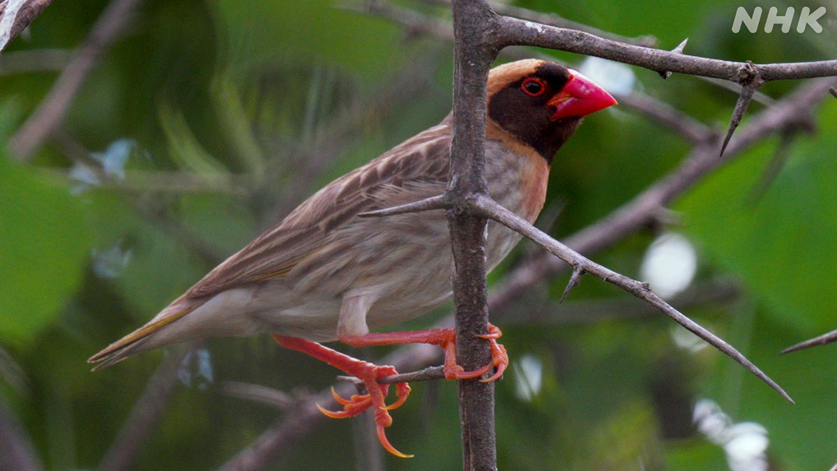 nhk_darwin's tweet image. #ダーウィンが来た ！はじまります！

推定生息数は15億羽以上、
大群が空を埋め尽くす「鳥嵐」の主・コウヨウチョウ

爆増する原因は型破りな生き方だけでなく、
人との関係の変化も・・！🔎👀✨

感想いつもありがとうございます
今週もこの投稿にコメントする形でよろしくお願いします！