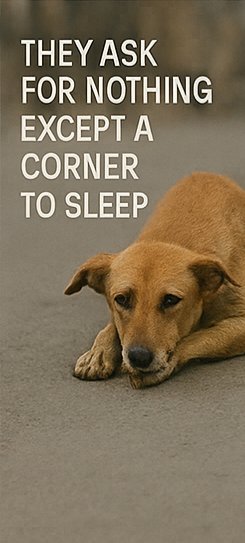 ashtray4241's tweet photo. A dog that has trusted humans all its life shouldn’t suddenly face fear and displacement.
We owe them safety, not suffering.
#SaveIndianAnimals #SaveIndianDogs #AsliMudda https://t.co/x1X14KuAv3