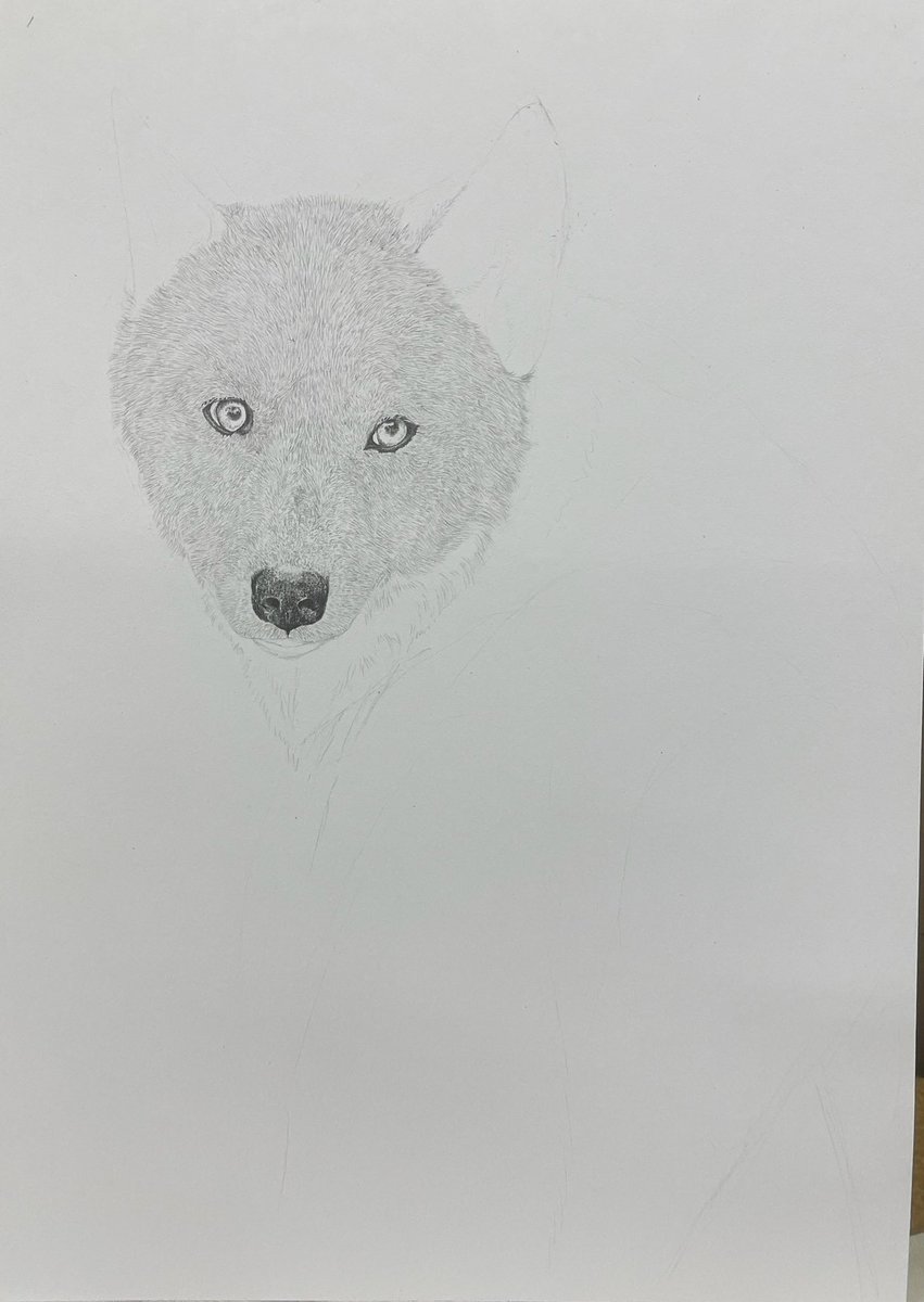 3連休はフォロワーさんが増えるらしい #色鉛筆画 これがこうなる🐺