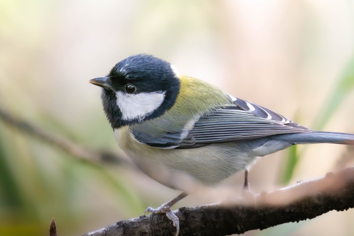 今日はツッピの日！😊🎵
#ツピの日
#シジュウカラの日