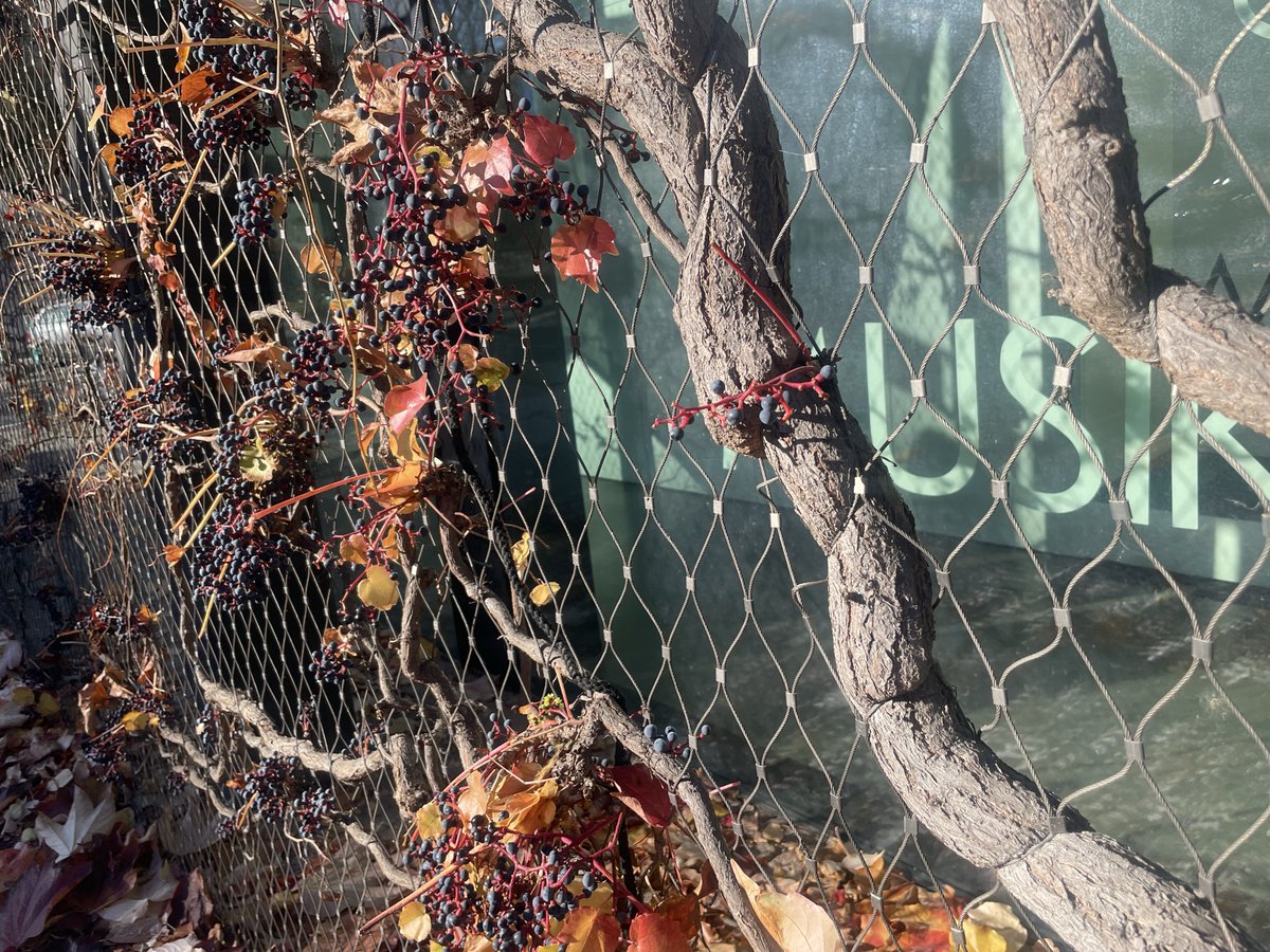 HashSosaHash's tweet image. &quot;Galleristessa&quot;
real.photos/collections/is…
&quot;Trapped Like a Mermaid&quot;
real.photos/collections/is…
&quot;Autumn in Berlin&quot;
real.photos/collections/fo…

@MONDOparis @NatasaNanat