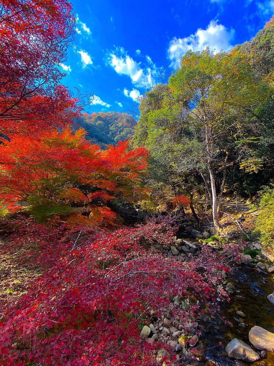 今週も皆様が穏やかに過ごされますように🙏
宜しくお願いします🙇

佛通寺シリーズFine
秋の彩で現実逃避☺️
(2025.11.21撮影)

本日は勤労感謝の日⁉️🤔
私の勤労に対し感謝されたことは…😭
まぁ、働きが悪いってことですかね🤣

それでは明日の高知出張は気合を入れて⁉️💪
絶景探しを頑張りま〜す🤣