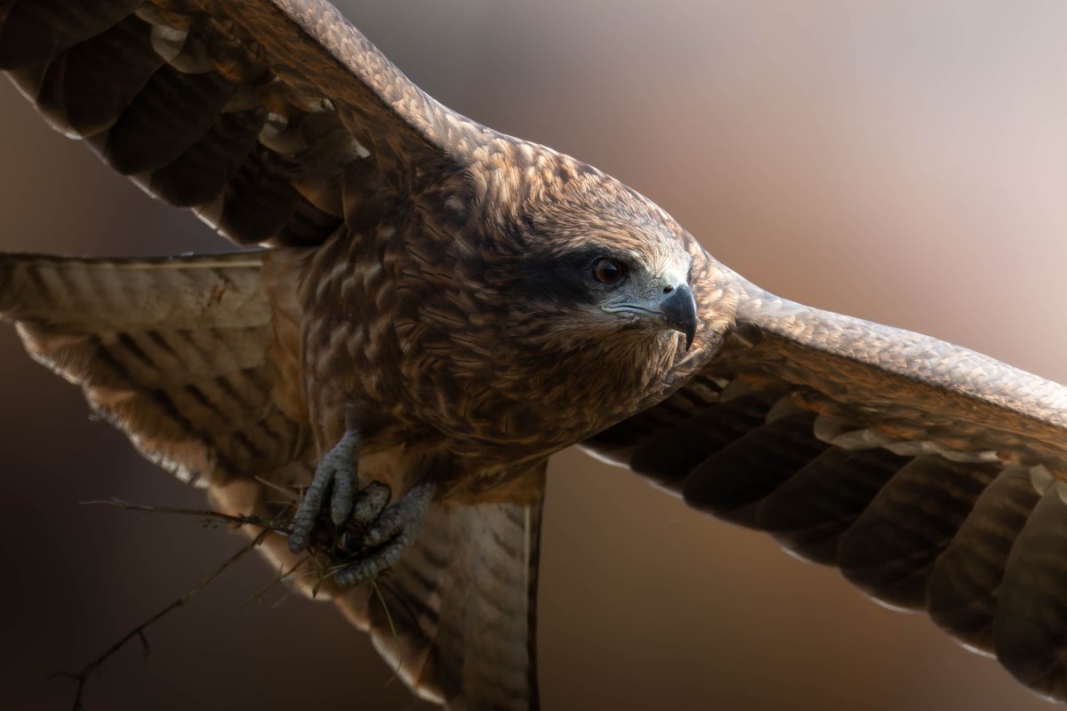 カッコイイトビさん 😉🎵
でも大事そうに掴んでいるのは…
🐸
#トビ