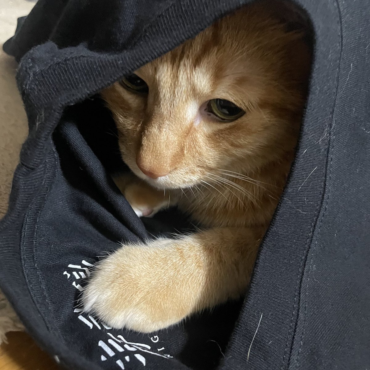 gawgaw2022's tweet image. MAN WITH A MISSION🐺✨
ロンT届いたー😄🙌
猫さんが試着中🐺✨
ガゥガゥ🐺
#MANWITHAMISSION