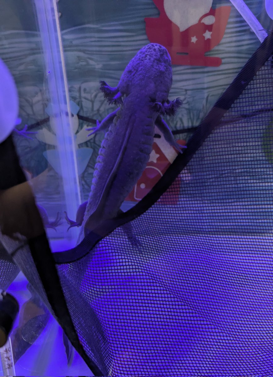 ウーパールーパー