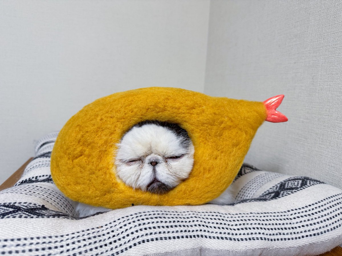 pechanko_bocco (@pechanko_bocco) / Posts / X