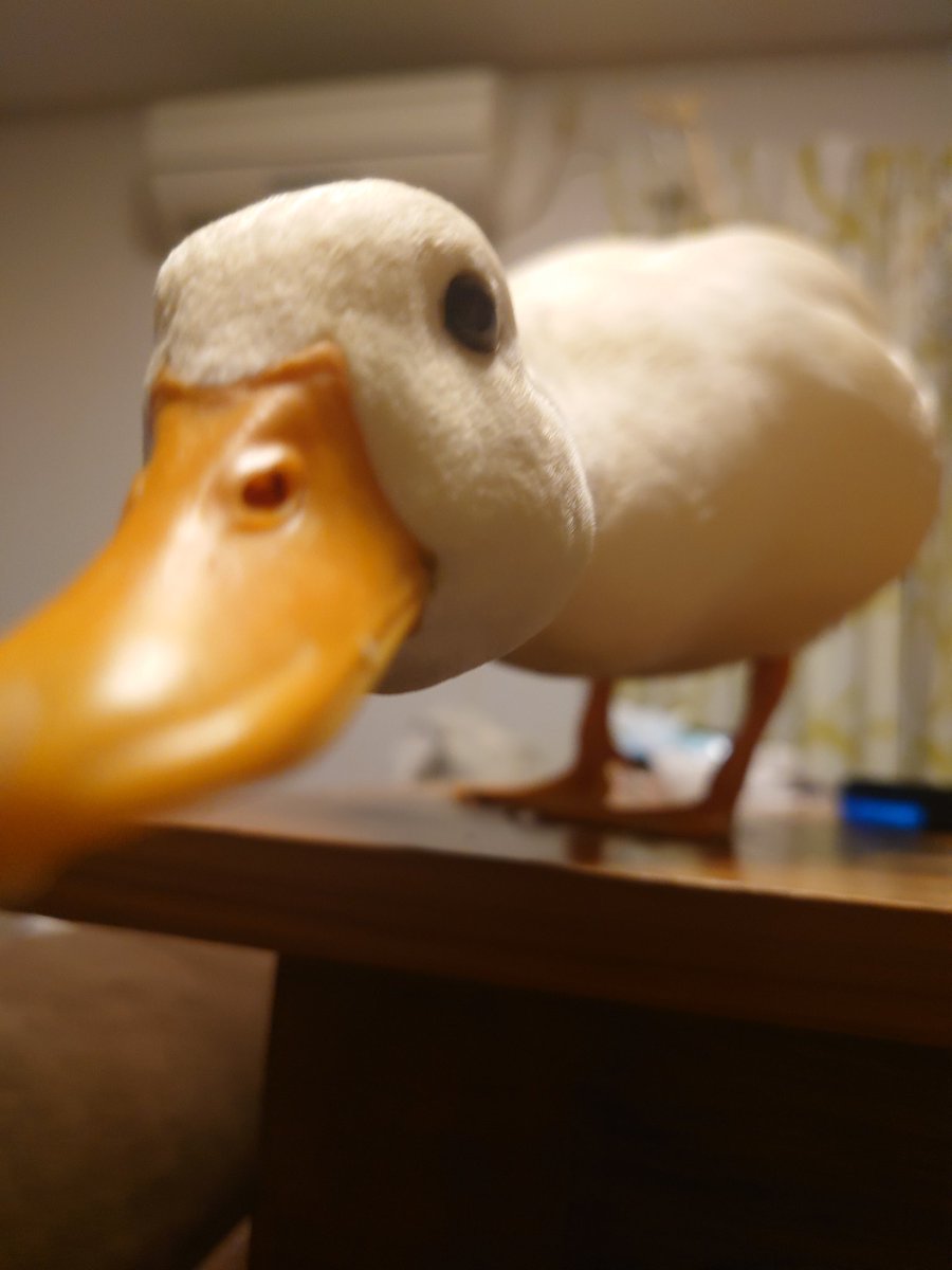 aquariumumunsan's tweet image. ぬーん