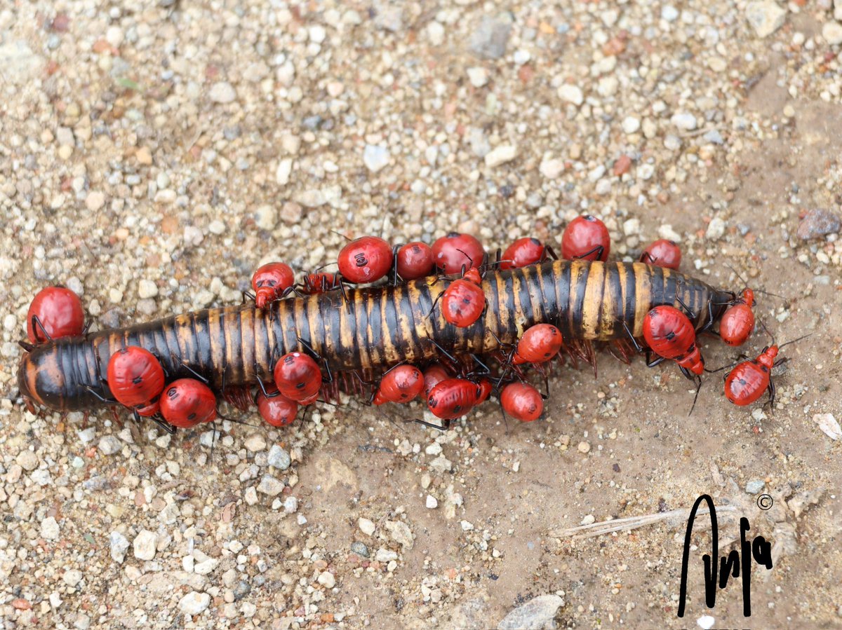 AnjaBSch's tweet image. Poor Shongo being attacked by #Assassin #Bug #nymphs! 
#photography #nature #garden #Francistown #Botswana
