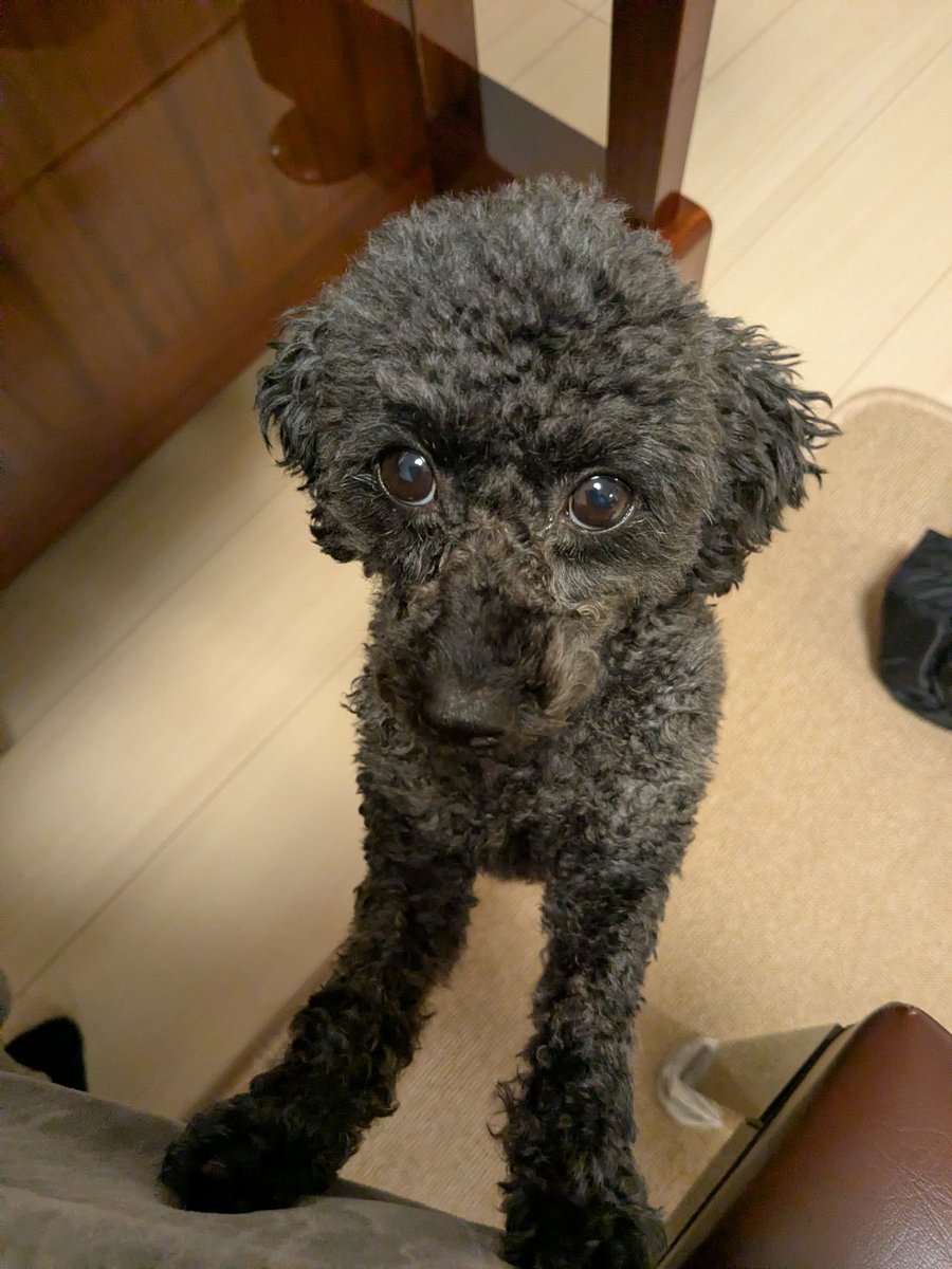 anspi_pf's tweet image. ママがんばって😊🐕💕