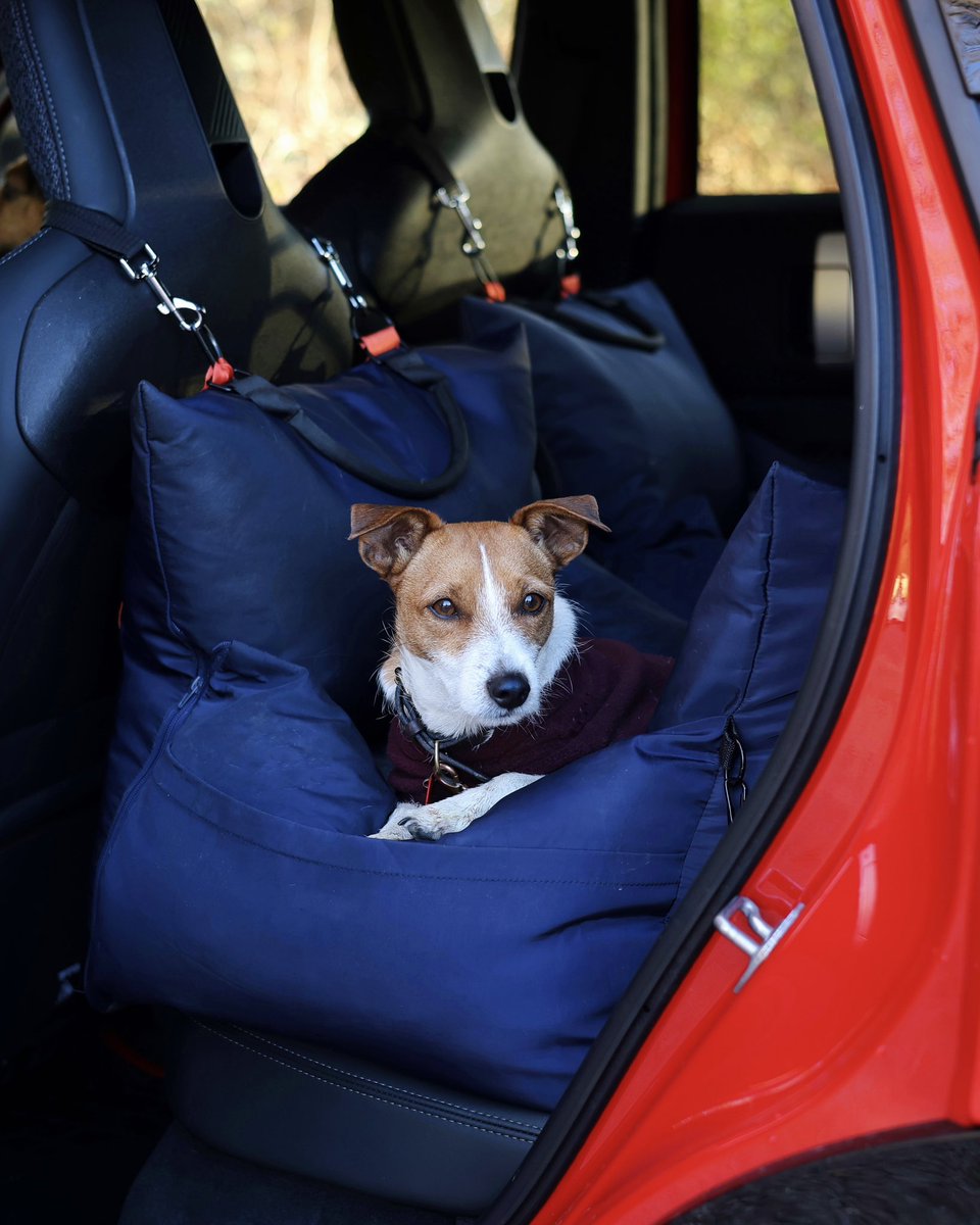 Dotty4Paws tweet media