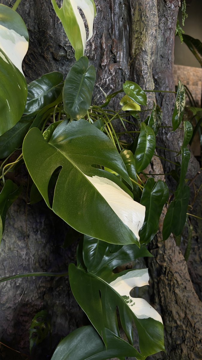 Entre les pépinières , les plantes 🍀🌿🍃partout, l’ambiance calme… c’est vraiment un lieu que je kiffe. J’irai souvent juste pour me poser, bosser tranquillement, respirer un peu