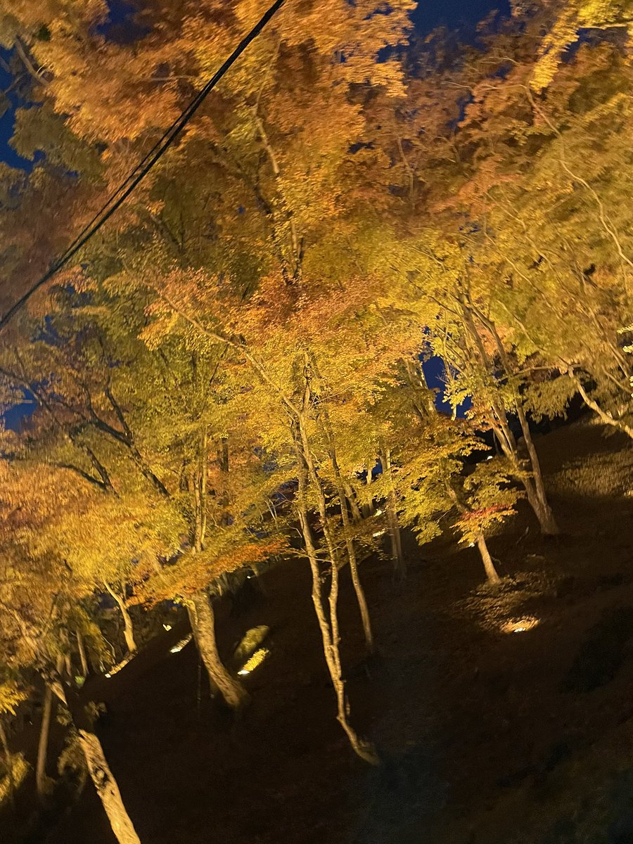 ライトアップも綺麗🍁✨