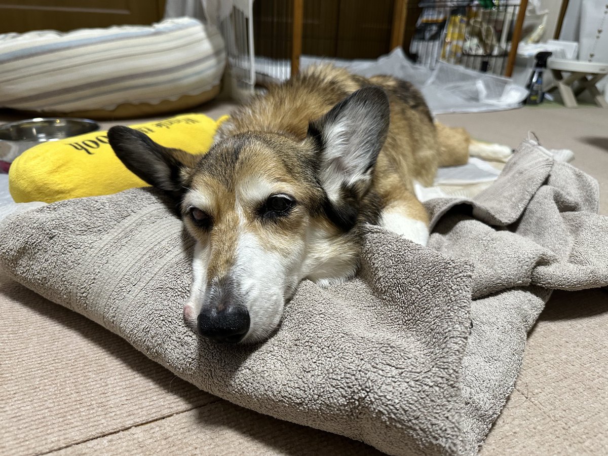 sz_code500's tweet image. 起きてちょっとごはん食べた #corgi