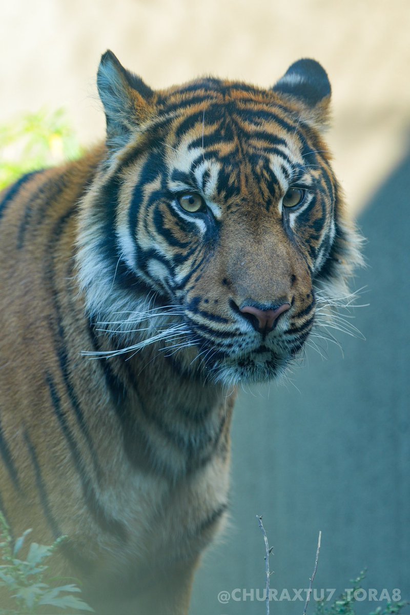 CHURAXTU7_TORA8's tweet image. アロナ🐯🌿
#東山動植物園　#スマトラトラ
📷2025年11月