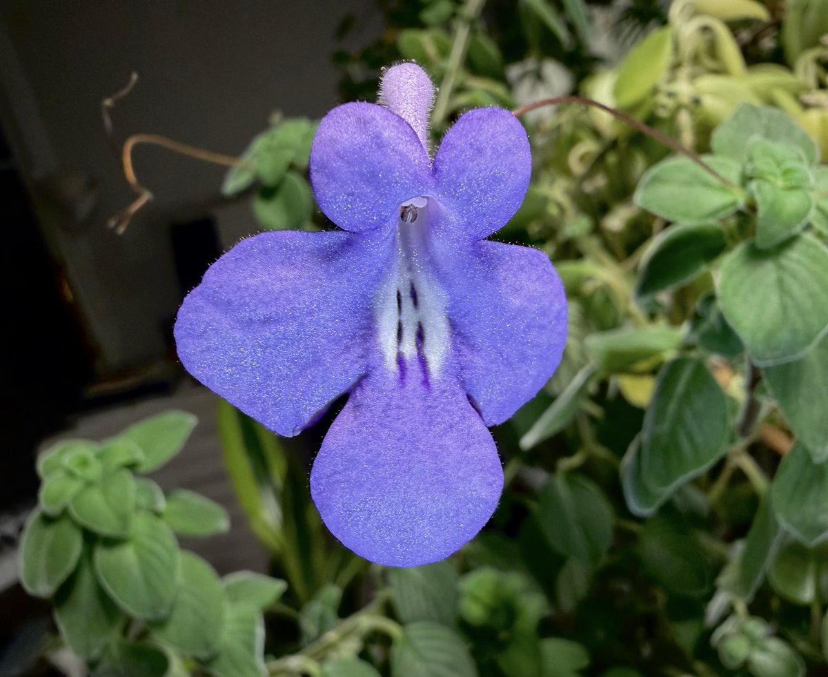 Cheongoose's tweet image. 삭소롬 꽃이 이제 지고 있어요
봄, 여름, 가을...끝없이 꽃망울 터뜨리고 이제 겨울 오니 좀 쉬려나봐요. 
아니 어쩌면 좀 더 지나야 꽃이 그만 피어날 것 같아요. 아직도 아기 꽃망울이 몽긋몽긋 맺혀요