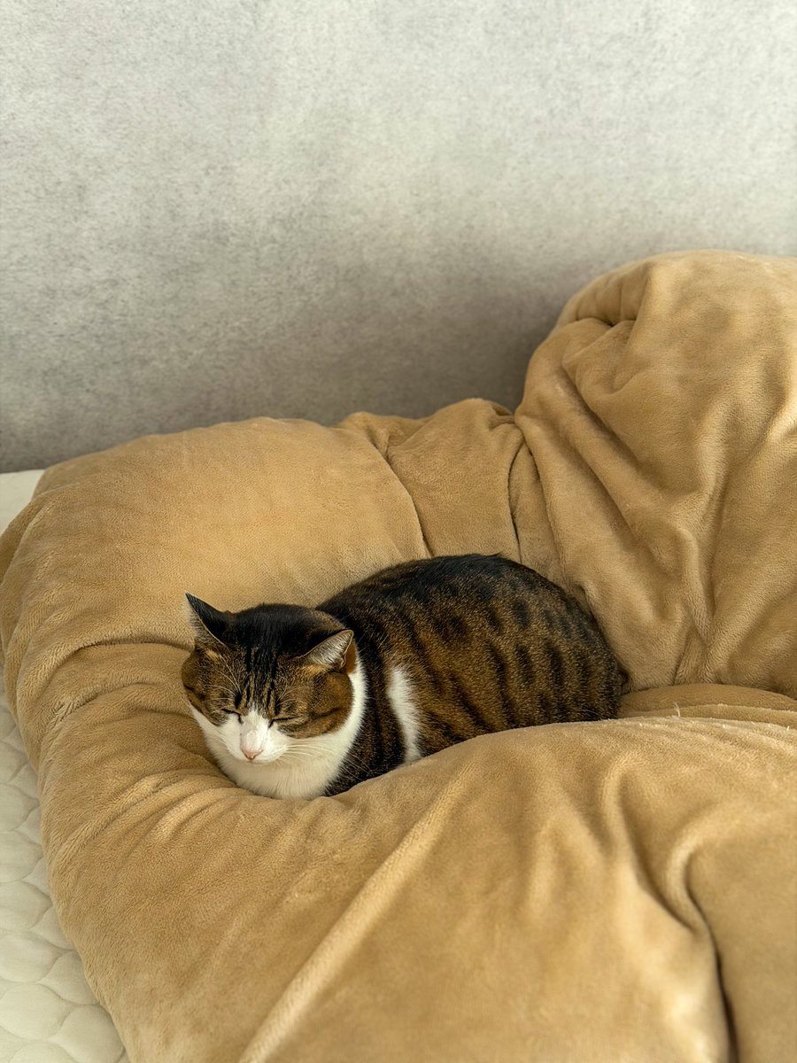 Ayou (@read1ngsteiner) on Twitter photo 