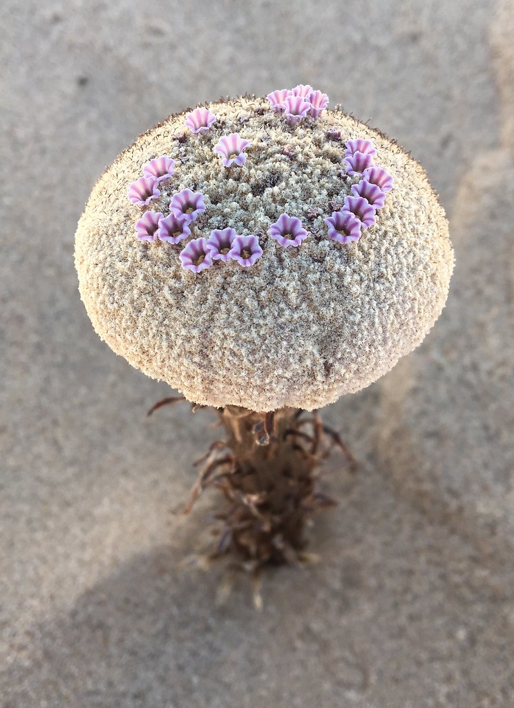 Pholisma sonorae est une étrange fleur que l’on trouve en Amérique du nord. Elle pousse directement sur les dunes de sable, et seule une toute petite partie est visible🌱🌸

Crédits : ?

#Nature #naturelovers #plantes #fleurs #SVT #Biologie #biology #plants #flowers #botanique