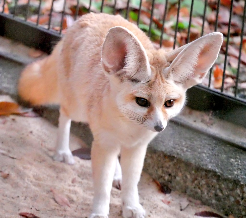 今日(11/23)のフェネック🦊のテツくん🦊です☺️

#井の頭自然文化園　#フェネック