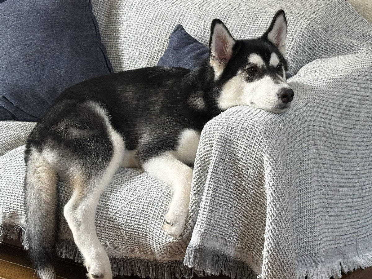 versionA20XX's tweet image. 秋田犬をウチの子に変身させてる

#シベリアンハスキー
#POSCA