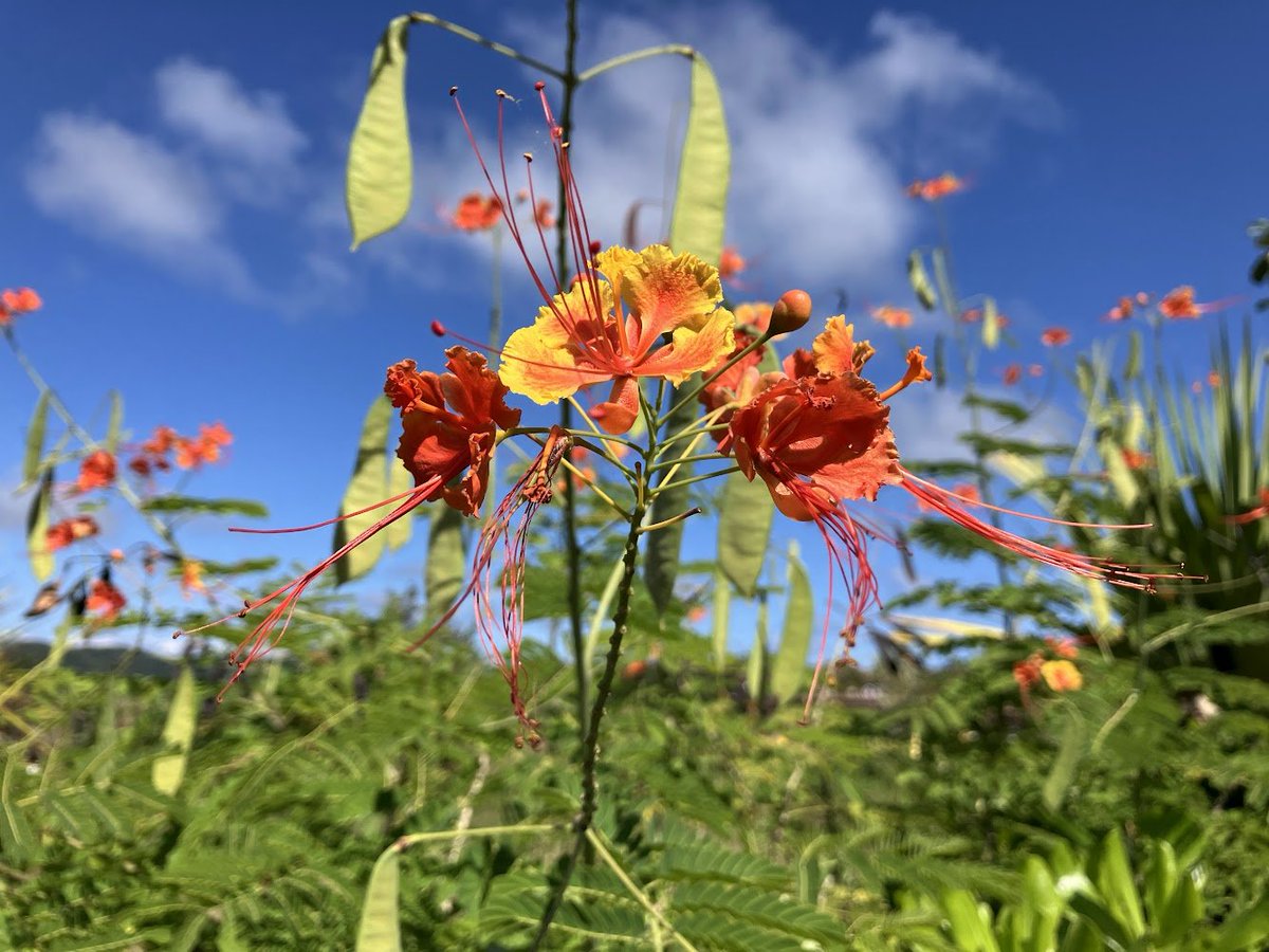 #JUNGLIA植物マニア
こんにちは、ナビゲーターのF🌻です！

今日はどうしてもこの花の話がしたくて…!
ほんの少しだけお時間ください！！

その花の名前は 『オオゴチョウ』

先日パークでゲストの方に