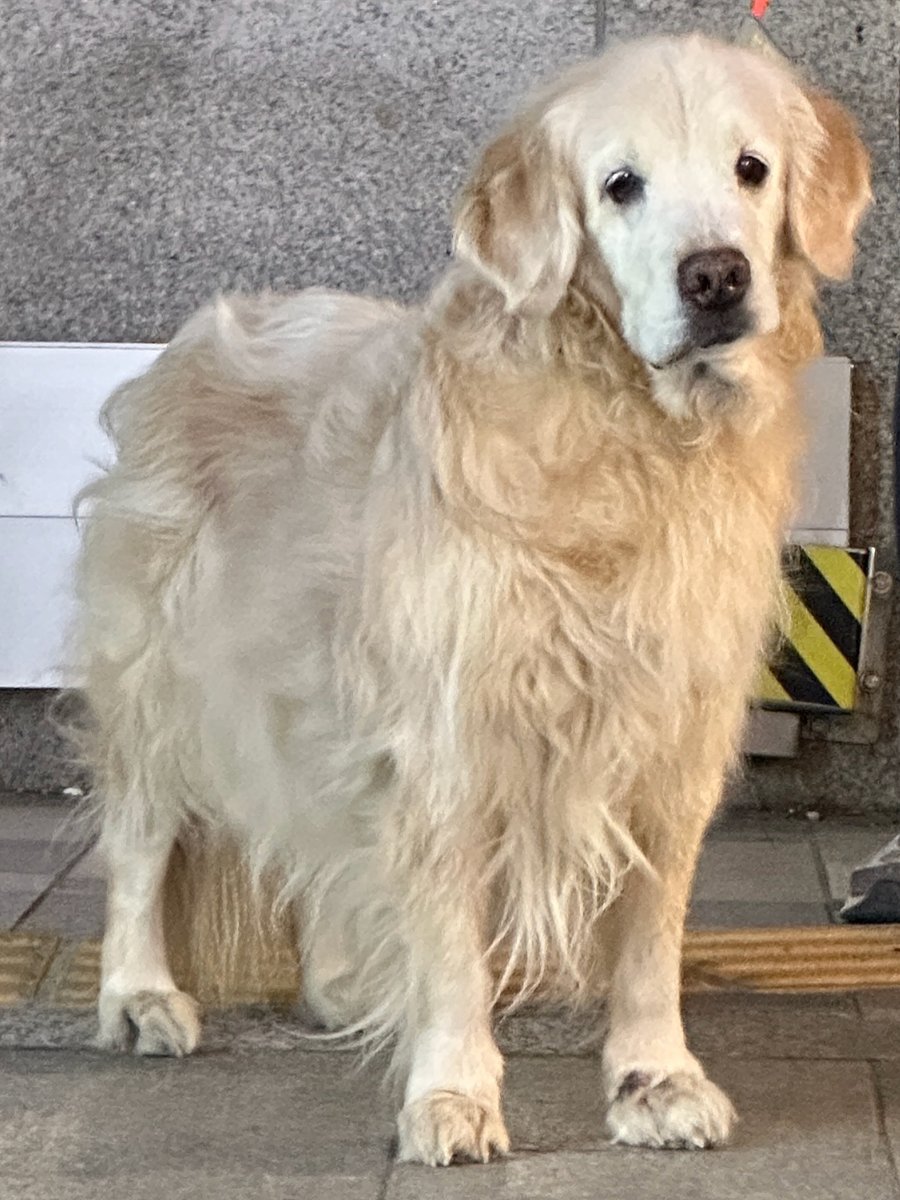 내가 출근할때 기쁨중의 하나는 오늘은 루이 하루 보나? 우후 하면서 가는것도 있다. 개만나는거 너무 좋아. 루이 나랑 헤어질때 힝구 되는 표정도 너무 사랑스럽다. 예전엔 저렇게 서운해 하지 않았는데 이제 좀 더 친해진듯