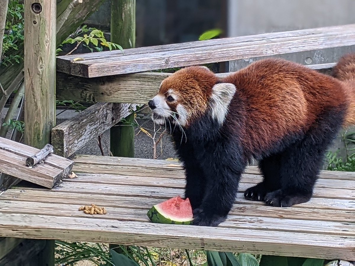 king_li_chacha's tweet image. 🥸『大好物の🍉が目の前に！嬉しそうな坊っちゃん😆』

＃レッサーパンダ #クスクス ＃笑笑
＃到津の森公園
＃ファンの方たちに愛されまくっている坊っちゃん💕