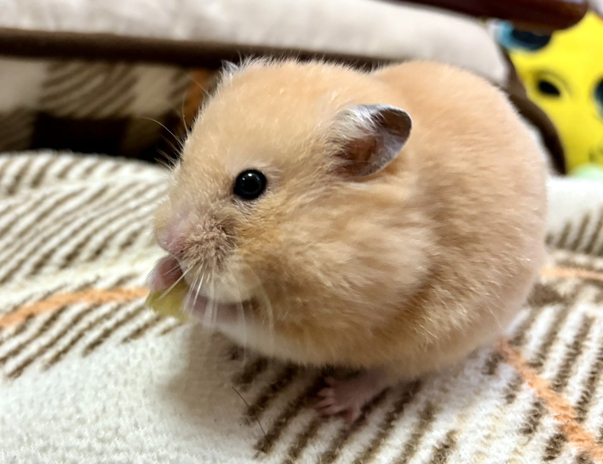 nyari2go's tweet image. 毎日エアロバイクを漕いだか漕いでないかおハムの写真と共に報告します🐹✨✨
今日は35分漕ぎました🚲

最近漕いでも全然汗をかかなくなったので原因を調べたら、「負荷が足りない」とのこと。
ダラダラ漕ぎをやめて時速27キロ以上を意識したらまた汗をかき始めたわ。
鬼体力マダムに私はなる…！