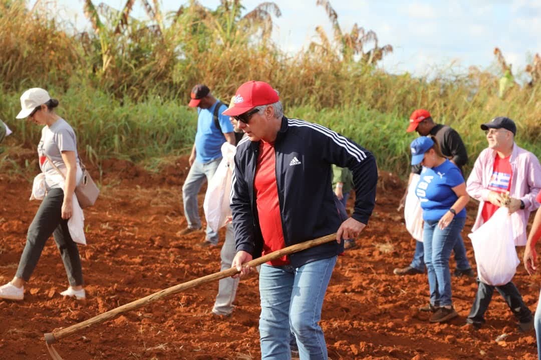 Hoy Miguel Díaz-Canel Bermúdez  y Roberto Morales Ojeda  encabezaron un trabajo voluntario para impulsar la producción de alimentos. #DePieYCombatiendo