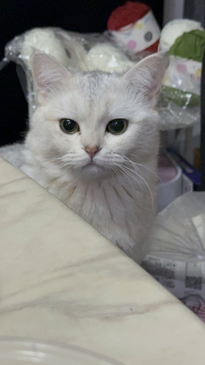 黄推福利内容 - 清蒸奶嗝宝的精彩图片 福利姬清蒸奶嗝宝分享的黄推图片1 - 网红私拍内容