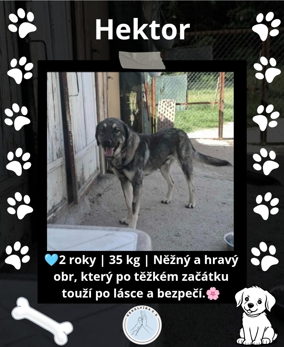 Nebelvirazs's tweet photo. VÍCE INFO O PEJSKOVI A DALŠÍ PEJSCI NA https://t.co/lJzw2NwBPd
📩 adopce.nebelvira@gmail.com
🩵Pomoc 2502933846/2010
KAŽDÝ LIKE, SDÍLENÍ A FOLLOW POMŮŽE🩵🐕
#adopce #utulek #peskadopci #adoptujnekupuj #adoptuj #pes
#Adopce #PesBezDomova #ZachraňZvíře #nekupujadoptuj https://t.co/ufSyjGTLXR