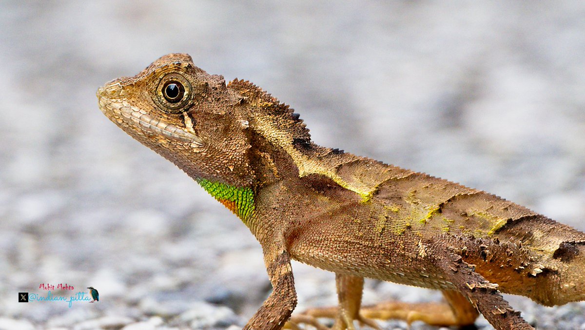 indian_pitta's tweet image. Photographers, show us your most recent shots (can be anything) 📸