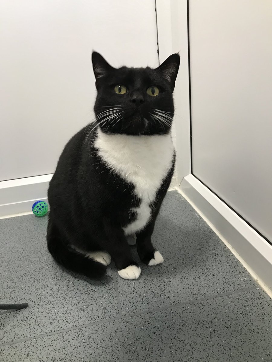 ‼️ Do you recognise this cat? ‼️

This lovely lad was brought into us as a stray from the SR8 area. 

If you have any info, please contact us on: 
📧 enquiries@tynesideac.cats.org.uk | 📞 0191 653 1052 

Thank you ♥️