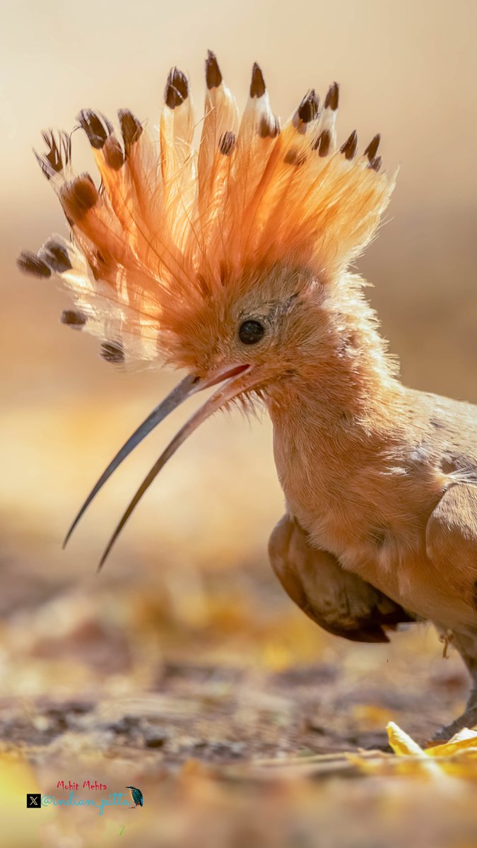 indian_pitta's tweet image. Share your Orange Photographs 🧡🟠