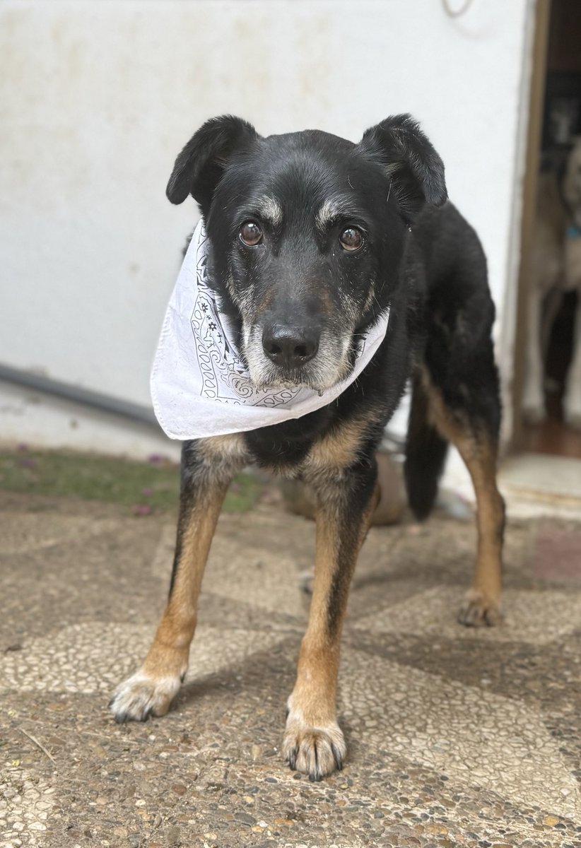 carbechann's tweet photo. @escribonia se parece a un perrito de la prote donde trabajo💚 se llama Baltasar https://t.co/bOVR8Qp4oR