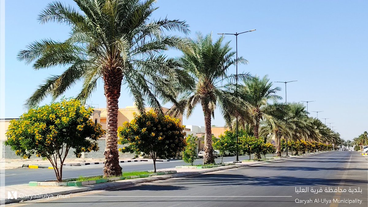 أزهارها صفراء زاهية وأوراقها خضراء لامعة،،،🌿
(اكاسيا جلوكا)
 تضفي لمسة جميلة على طريق الملك عبدالعزيز  🌼

#قرية_العليا_الأجمل
#بوابة_نجد_الشرقية