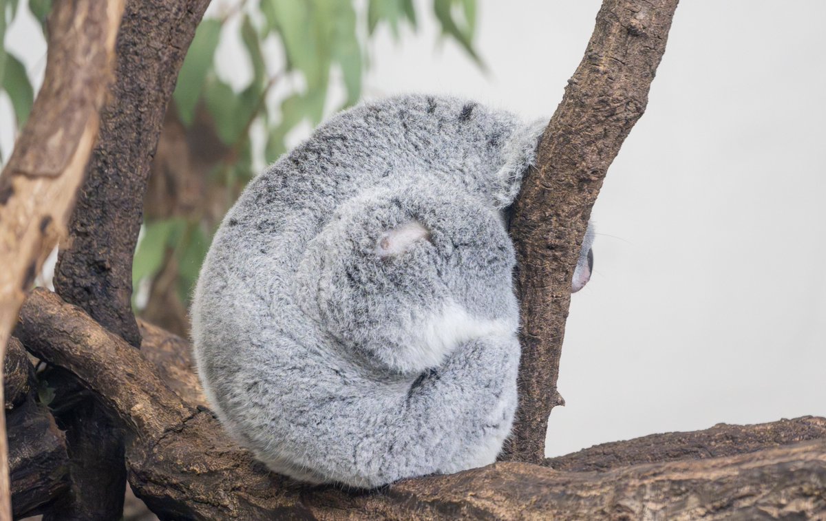 おやすみなさい〜 #こまち #コアラ #多摩動物公園