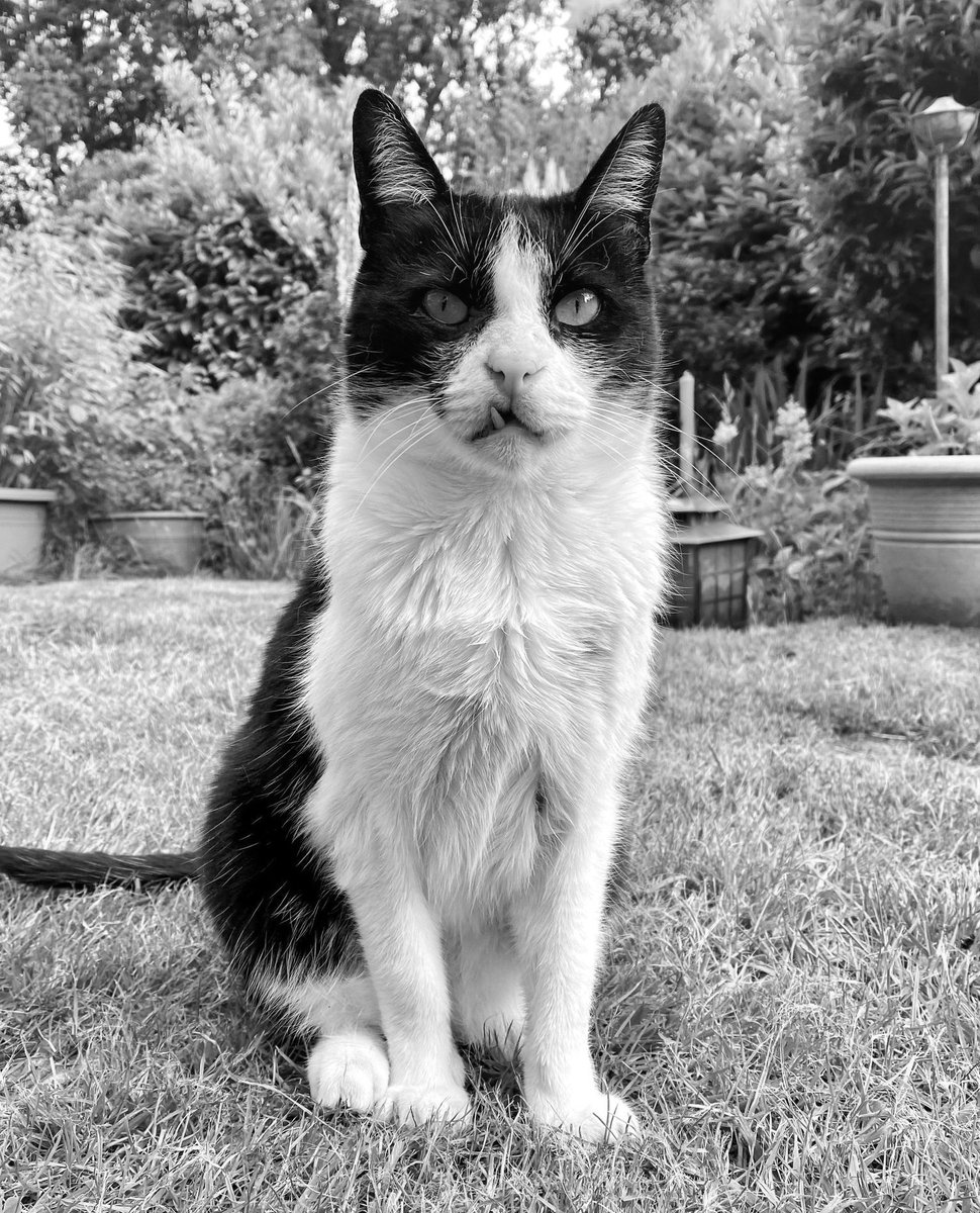 Giuseppe, Rudi & Hannes † tweet media