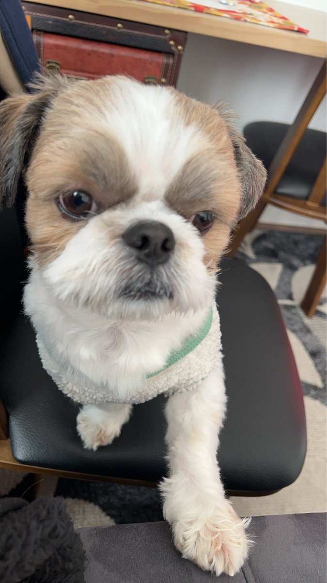 ryuyosakoi's tweet photo. 明日って勤労に感謝しながらお布団で過ごす日だと思っていたのですがなぜ出勤なのでしょうか？

明日のこと考えたくないのでとりあえずお母様から届いた実家のワンたそ置いときますね。 https://t.co/sRMWh2XOQc