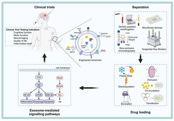 Xiaobo Mao lab at Johns Hopkins (@XiaoboMao) / Posts / X