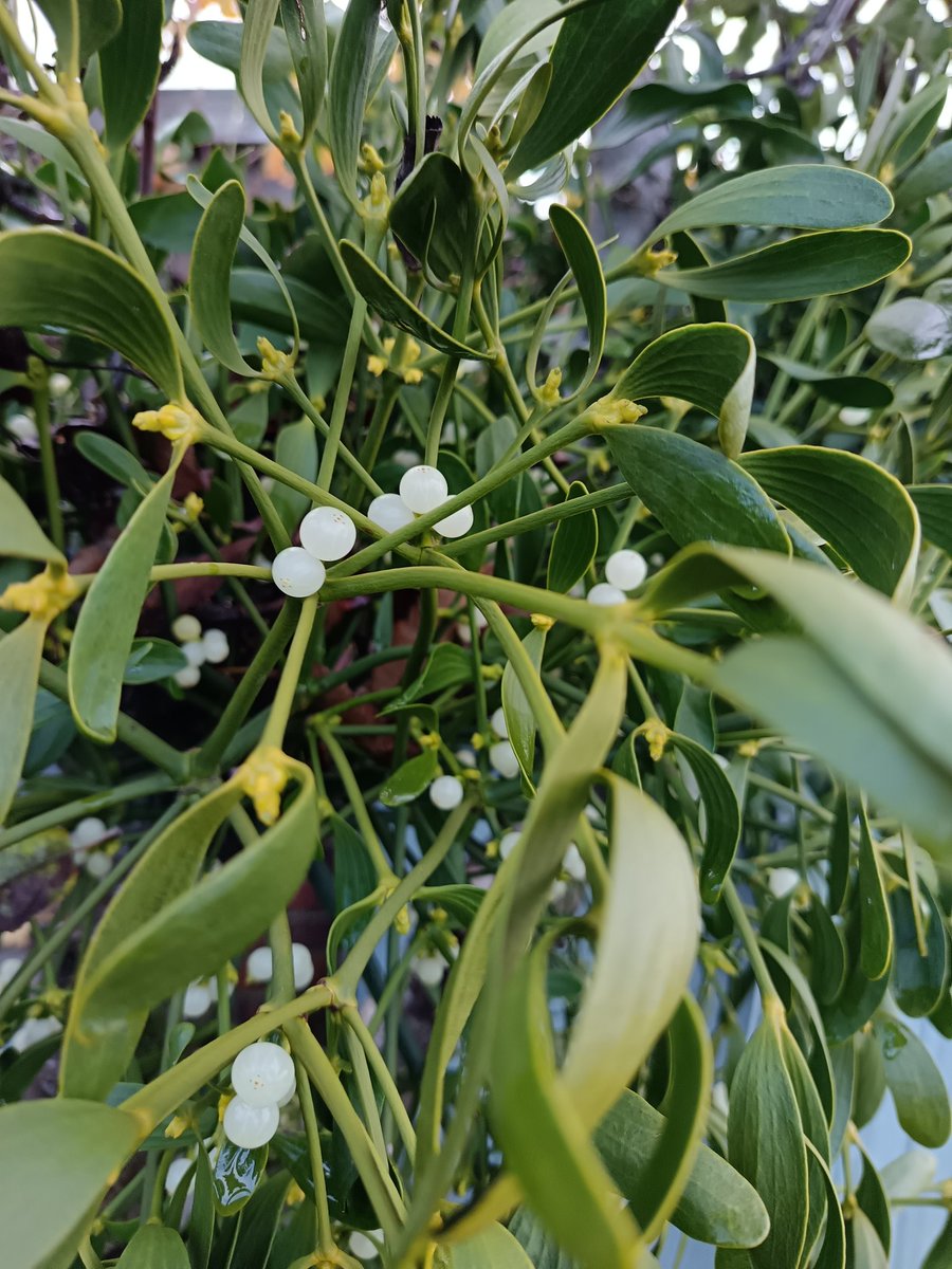#mistletoe #eastyorkshire