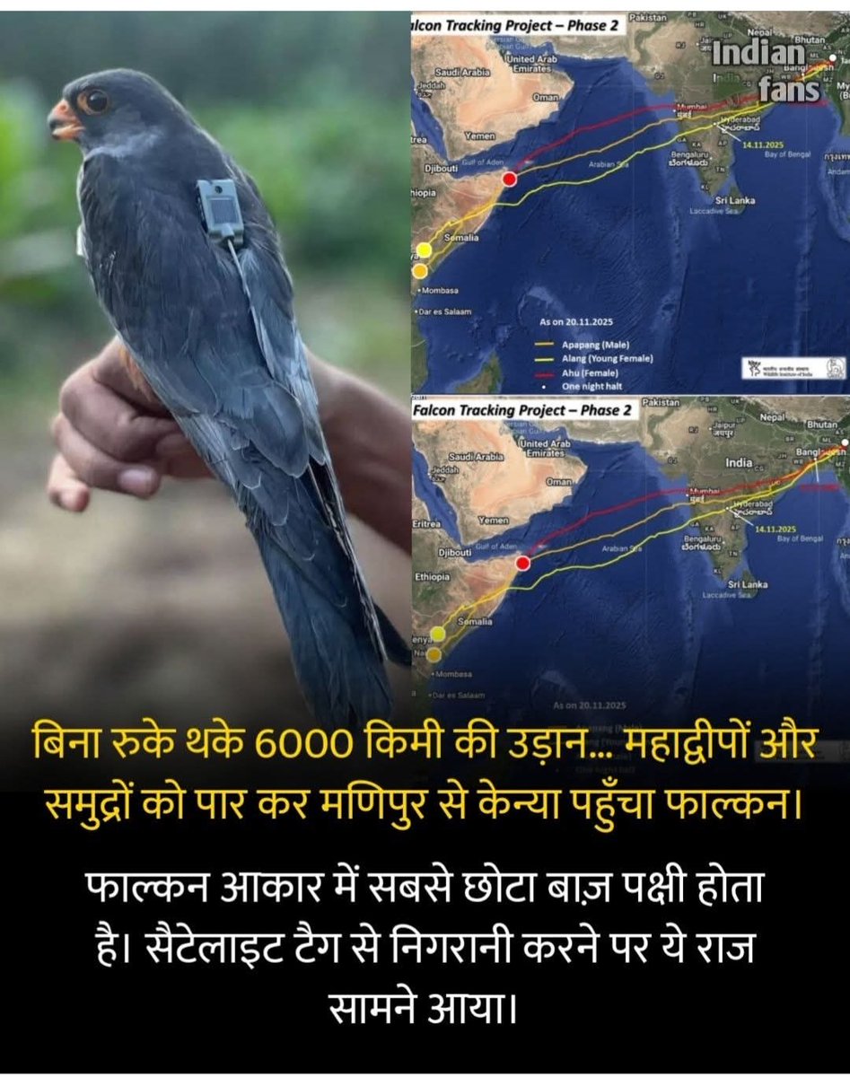 अमूर फाल्कन हर साल पूर्वोत्तर भारत पहुंचती है। सैटेलाइट टैग से निगरानी करने पर ये पूरी जानकारी सामने आई।