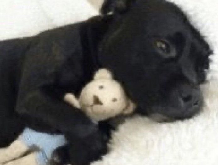 blopeexx's tweet photo. sou esse cachorrinho hoje https://t.co/BUxeJzVLTV