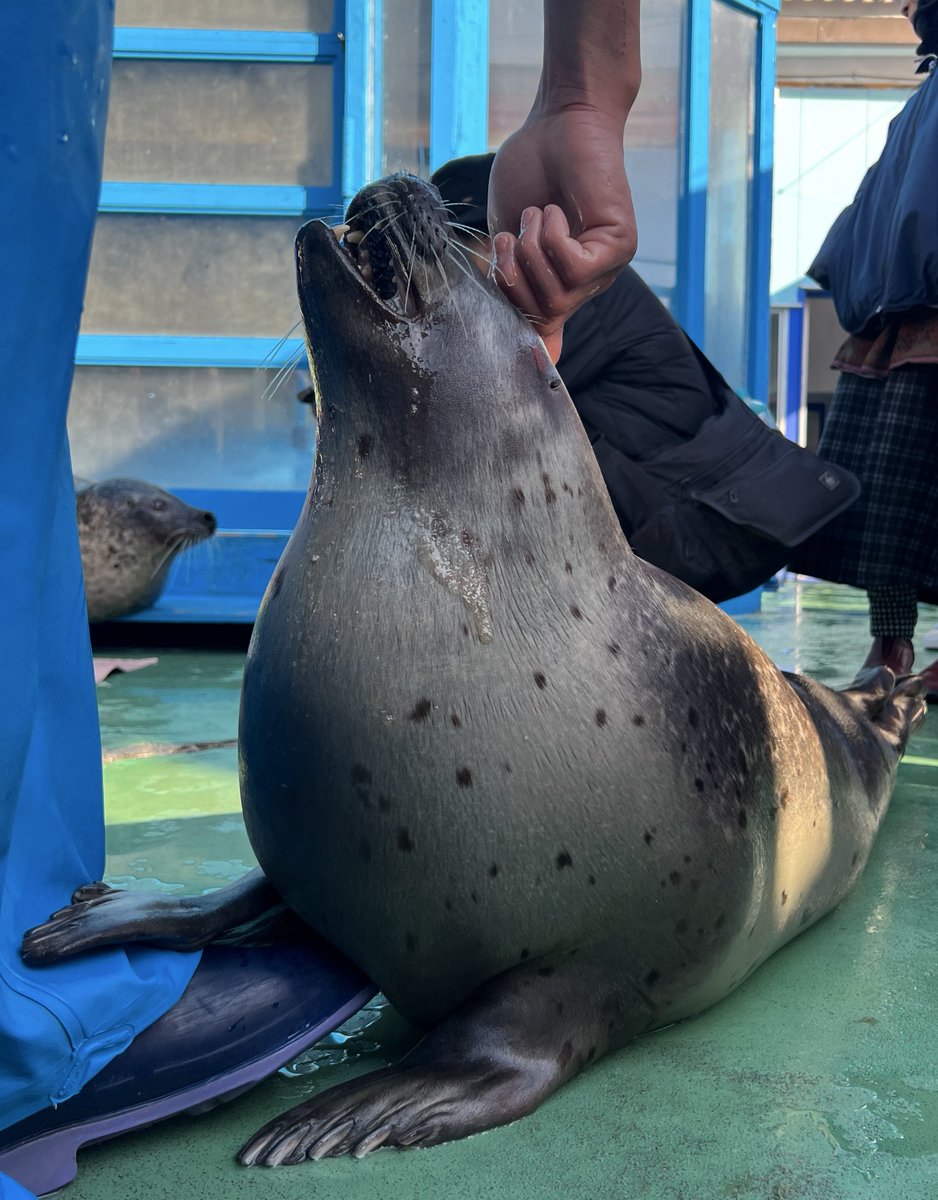 Post by 🦭ケイ🪽🦢 on X: 横からべう顔🦭