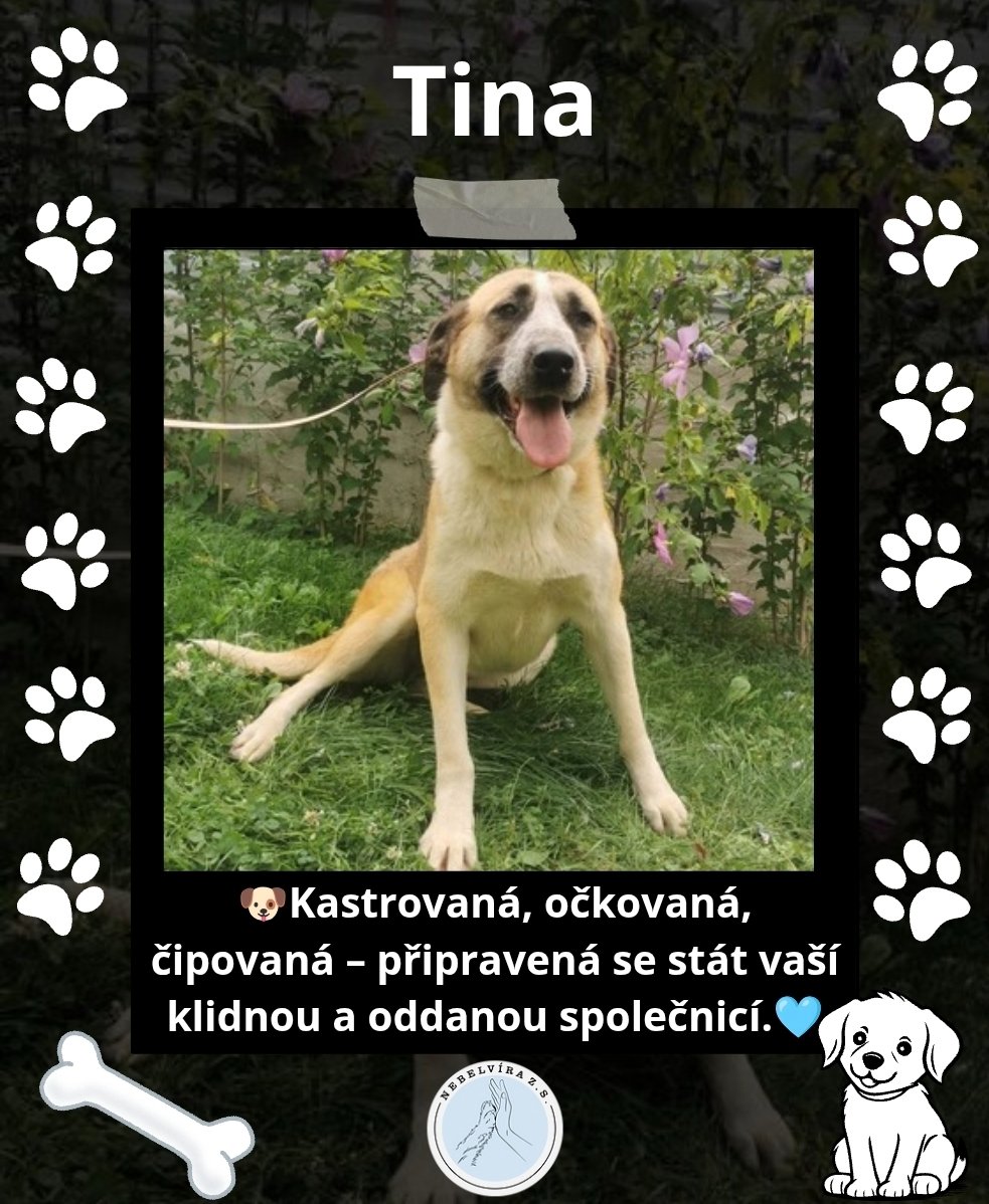 Nebelvirazs's tweet photo. VÍCE INFO O PEJSKOVI A DALŠÍ PEJSCI NA https://t.co/lJzw2NwBPd
📩 adopce.nebelvira@gmail.com
🩵Pomoc 2502933846/2010
KAŽDÝ LIKE, SDÍLENÍ A FOLLOW POMŮŽE🩵🐕
#adopce #utulek #peskadopci #adoptujnekupuj #adoptuj #pes
#Adopce #PesBezDomova #ZachraňZvíře #nekupujadoptuj https://t.co/f0CTa5Bhzz