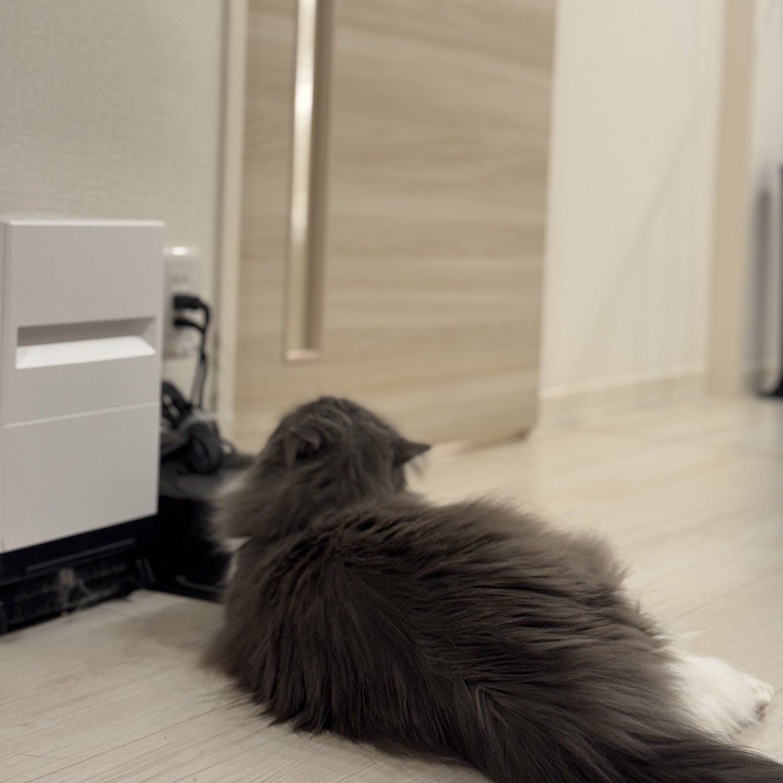 みやけん / Miyaken🦁 (@myk____n) / Posts / X