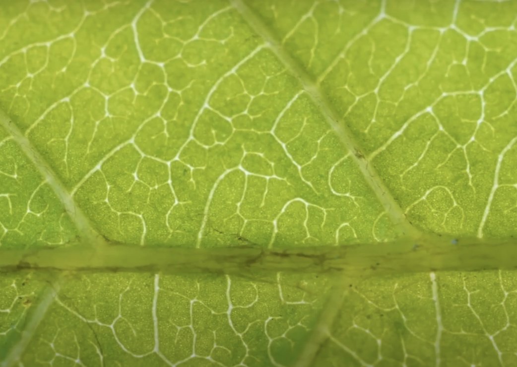 in_thestl's tweet image. St. Louis scientists are revolutionizing the $24 billion packaging industry with a new bioplastic breakthrough taking packaging to new levels inspired by nature. @HEC_TV hecmedia.org/posts/washu-en… #STLMade