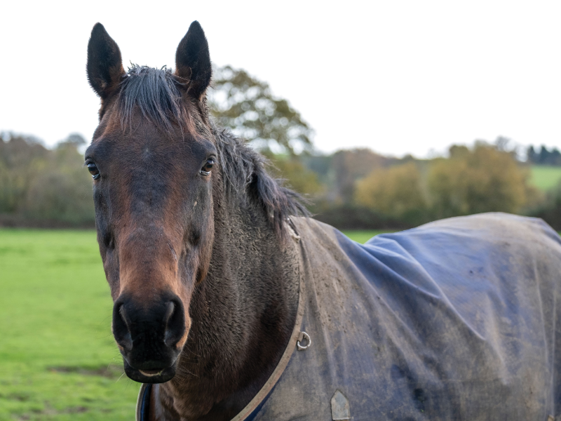 eliteracingclub's tweet photo. We can all agree that Judicial's been enjoying the muddy ground at EquiPrep 🫣
#Judicial #RetiredRacehorse #EquiPrep https://t.co/ow6Wa5JTo2