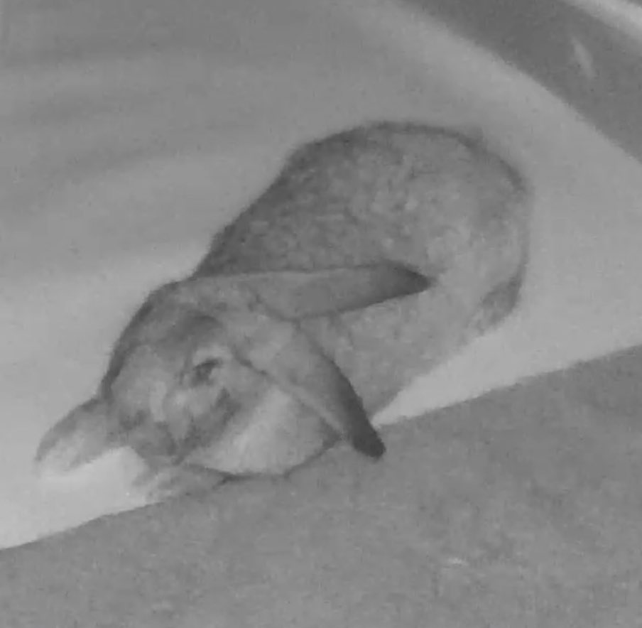 かわいい（でかい） おやすみでかおちゃん☺️