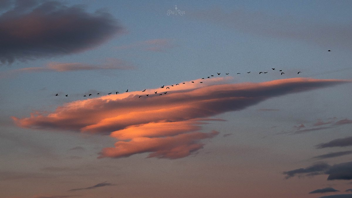 piliriuss's tweet image. Avui ens em llevat amb #altocúmuls #lenticulars al #deltadelebre @3CatInfoelTemps @mauri_francesc @Vakapiupiuu @tiempobrasero #tutiempo @ElTiempo_tve @SoniaPapell
